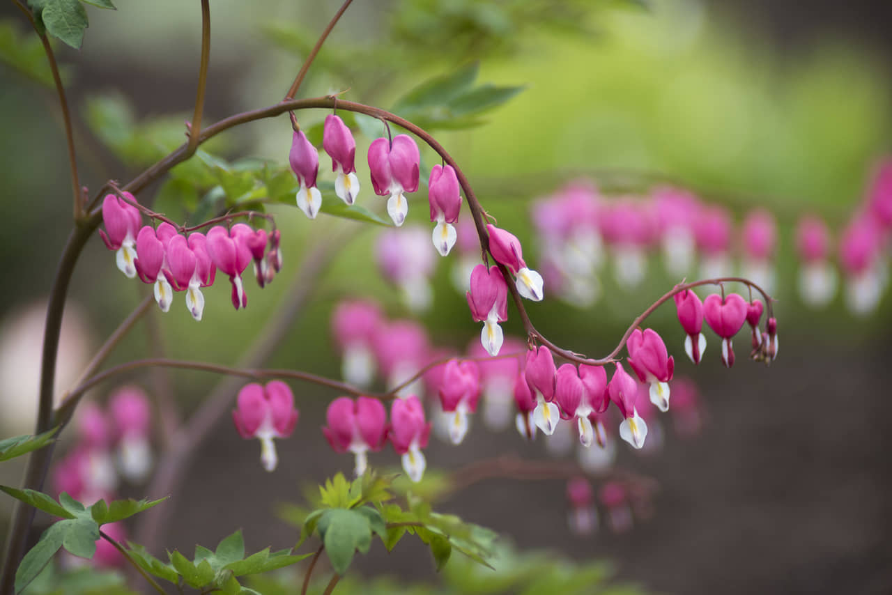Top 10 loài hoa đẹp nhất thế giới (có cả hoa ở Việt Nam)