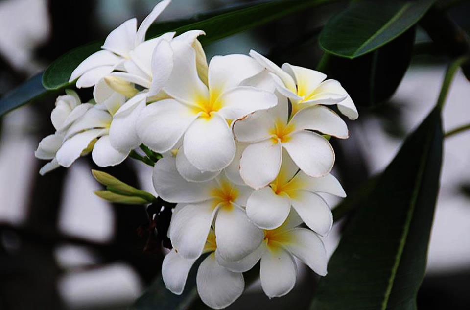 Top 10 loài hoa đẹp nhất thế giới (có cả hoa ở Việt Nam)
