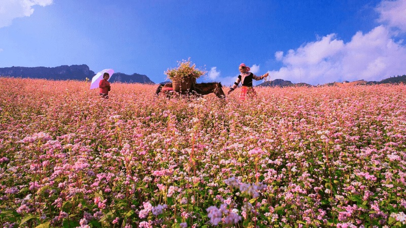 Đi Hà Giang vào thời điểm nào trong năm là đẹp nhất?