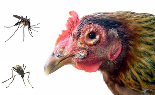 Bệnh thủy đậu: Cách phòng ngừa và điều trị bệnh tận gốc
